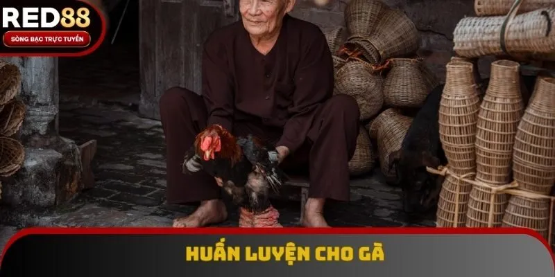 Thành viên nên có những kiến thức chăm sóc gà tốt Thành viên nên có những kiến thức chăm sóc gà tốt
